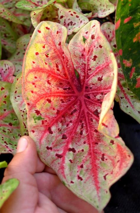 Caladium Miss Muffet – Brian's Botanicals