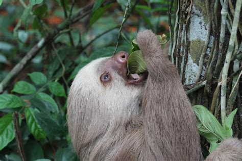 Meat Out Day: Can the sloths' diet save the planet? - The Sloth ...