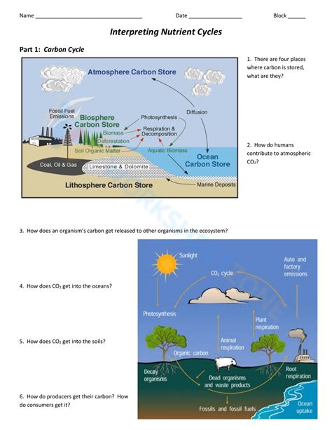 Nutrient Cycle Worksheet Collection For Teaching & Learning ...