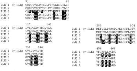 Figure 1 From Isoenzymes Of Pig Liver Esterase Reveal Striking