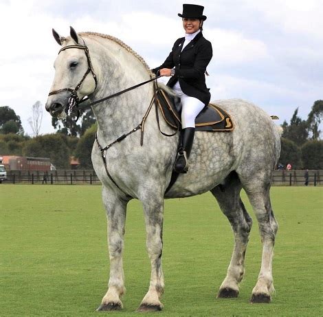 11 Interesting Facts About the Percheron Horse Breed