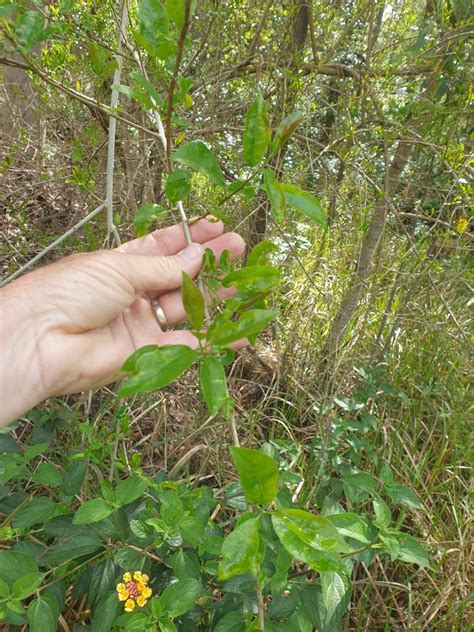 Cockspur Thorn In October 2022 By Pcopping Ecp INaturalist