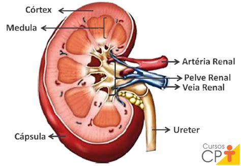 Sistema renal dos animais domésticos componentes Cursos a Distância CPT