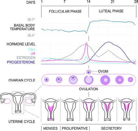 Menstrual Cycle Of Female Reproductive System