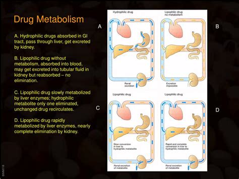 Ppt Drug Metabolism And Elimination Powerpoint Presentation Free