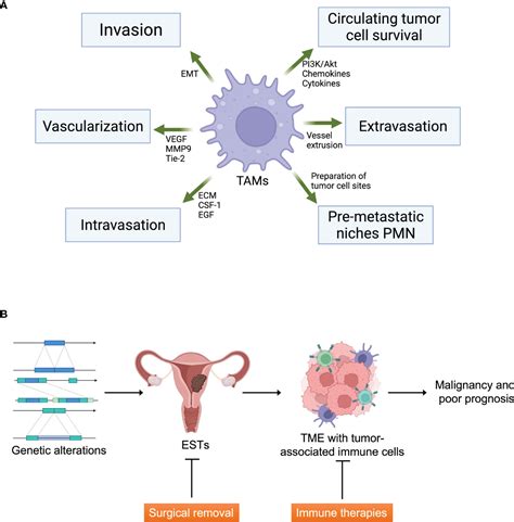 Frontiers High Grade Endometrial Stromal Sarcoma Molecular