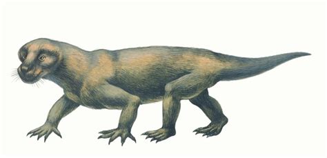 Cynodont Over 4 Royalty Free Licensable Stock Illustrations And Drawings