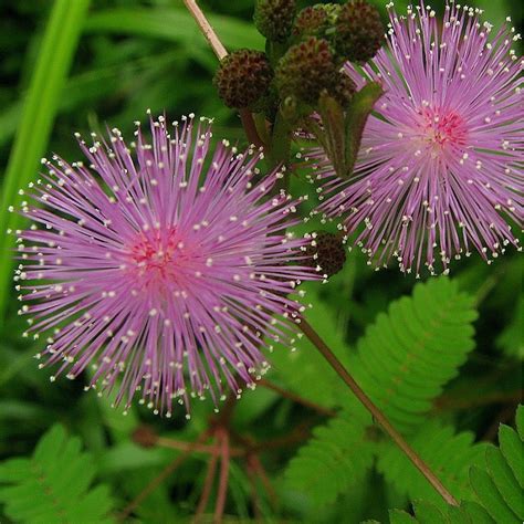 Sensitive Plant Mimosa Pudica