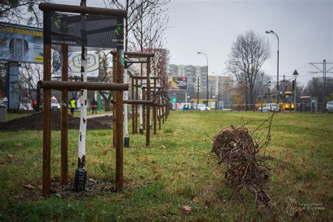 nasadzenia drzew jesien 2021 zzw4 Zarząd Zieleni m st Warszawy