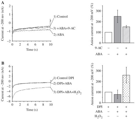 Anion Current Activation Promoted By Aba Is Dependent On Ros Release