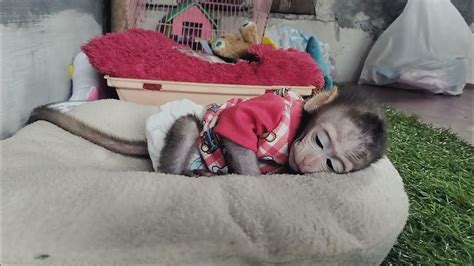 Sangat Menggemaskan Baby Monkey Jojo Kalau Mau Tidur Youtube