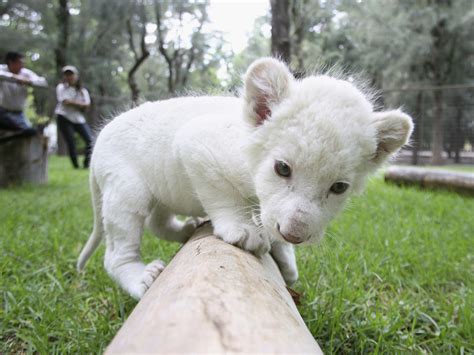 White Lions Cubs