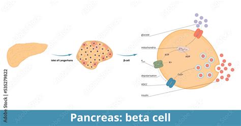 Pancreas: beta cells. β-cells are a type of cell found in pancreatic ...