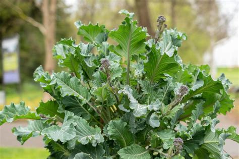 Purple Sprouting Santee Or Brassica Oleracea Plant In Zurich In Switzerland Stock Image Image