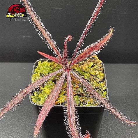 Compre Agora A Sua Drosera Adelae A Planta Carn Vora Mais Fascinante