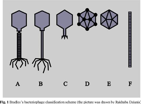 Bacteriophage Taxonomy And Classification Semantic Scholar