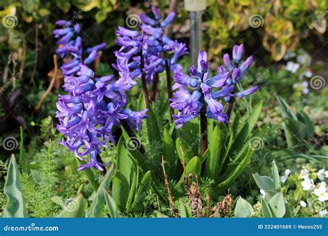 Hyacinths Of Hyacinthus Bloeiende Planten Vol Met Blauwe Bloeiende