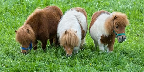 11 Small Horse Breeds (Miniature Horses Around The World)