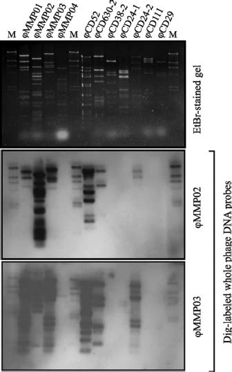 Whole Phage Genome Comparison Using Southern Blot Hybridization