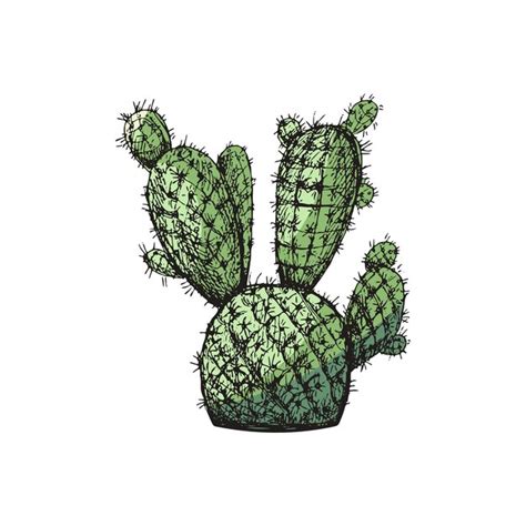 Esbozo Vectorial De Color Dibujado A Mano De Un Cactus Elemento Aislado