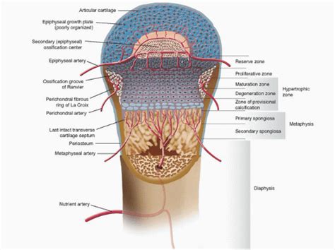 Growth Plate Anatomy Musculoskeletal Key