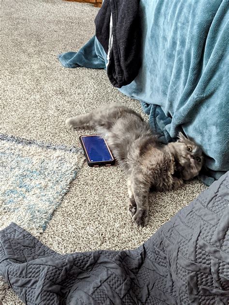 My cat's not spoiled. But she does have cat games on my wife's phone