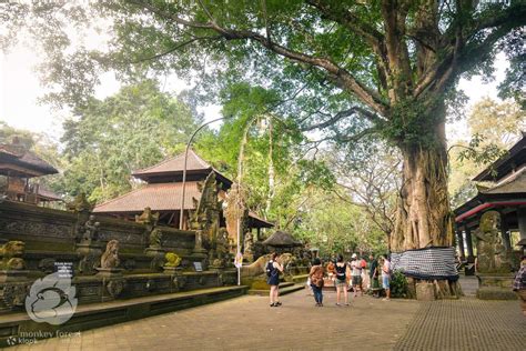 Tiket Masuk Sacred Monkey Forest Ubud Klook Indonesia