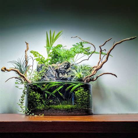 Wabi Kusa Aquascaping Garden Planted Aquarium Aquascape Saltwater