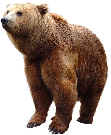 Grizzly Bear Png Png Image Collection Themelower