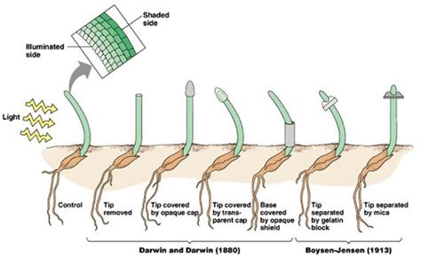 Plant Responses Flashcards Quizlet