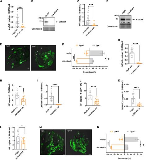 Insect-transmitted plant virus balances its vertical transmission ... 