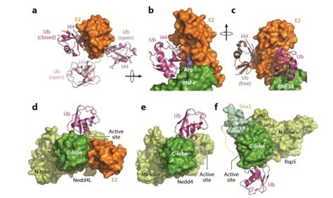 E3 Ubiquitin Ligase Activity Assay - DocCheck