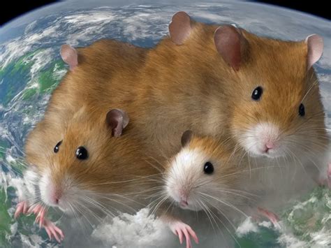 Hamster Nasa Program Stable Diffusion Openart