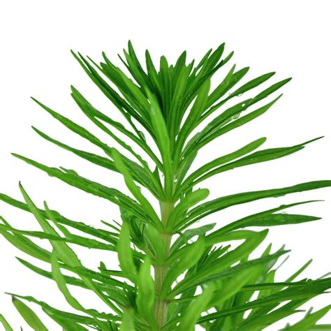 Pogostemon Deccanensis Ent P Erectus Akvaarioon Fi