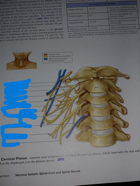 Cervical plexus Diagram | Quizlet