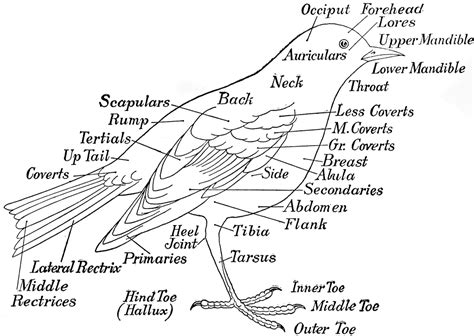 Labeled bird | ClipArt ETC