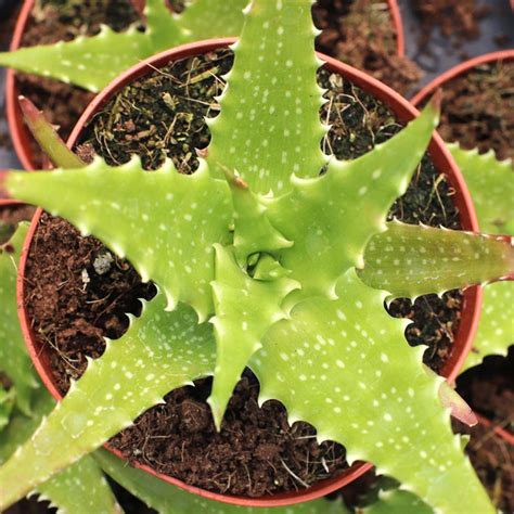 Aloe Dorotheae Sunset Aloe Mountain Crest Gardens®