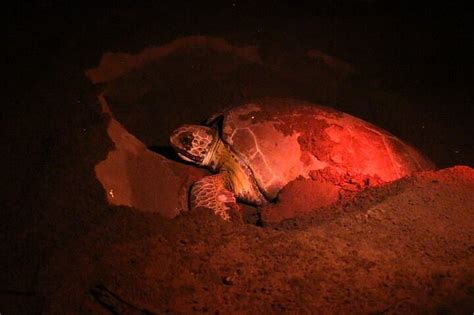 2024 Discover the Wonder of the Nesting of Sea Turtles in Tortuguero