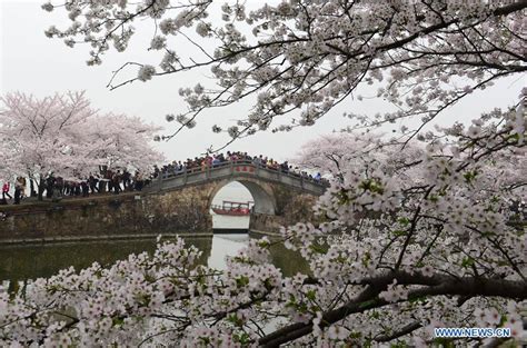 Fleurs de cerisier dans l'est de la Chine_French.news.cn