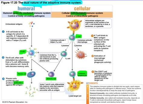 Ch 17 Adaptive Immunity Flashcards Quizlet