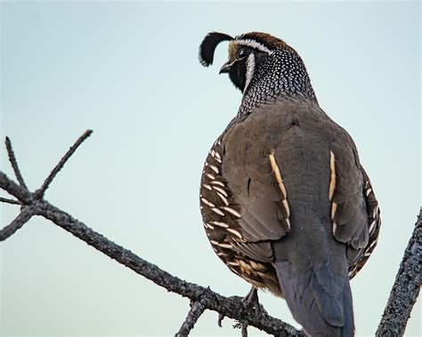 California Quail In Wild Photograph By Roger Swieringa Pixels