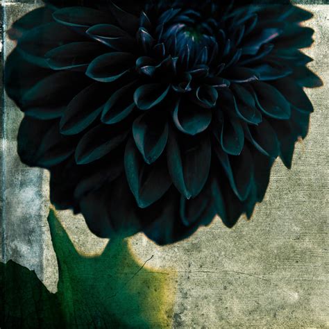 stanford-photography: “ Black And Blue Dahlia ” Blue Dahlia, Dahlia ...