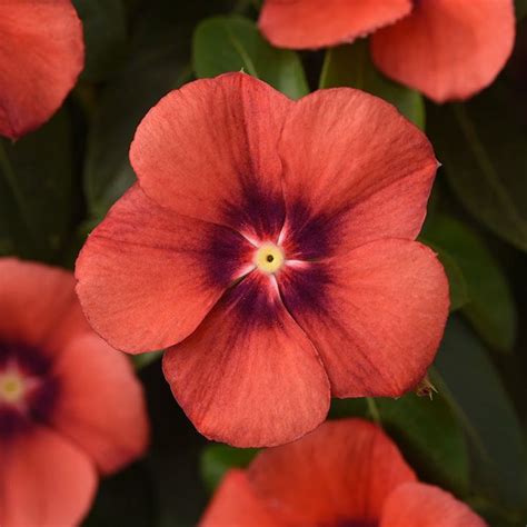 Vinca Tattoo Tangerine Seed Flower Seeds Vinca Flowers