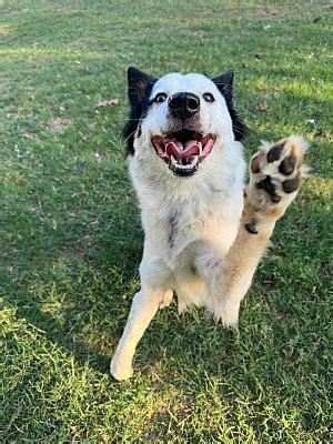 Prosper, TX - Border Collie. Meet Muffin a Pet for Adoption - AdoptaPet.com