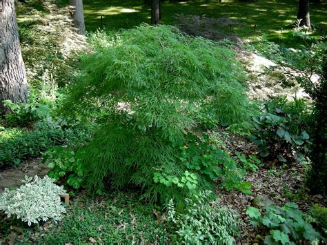 Pintomaples Acer Palmatum Virdis