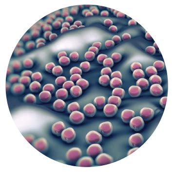 Developing New Leads In The Fight Against Antibiotic Resistant Bacteria