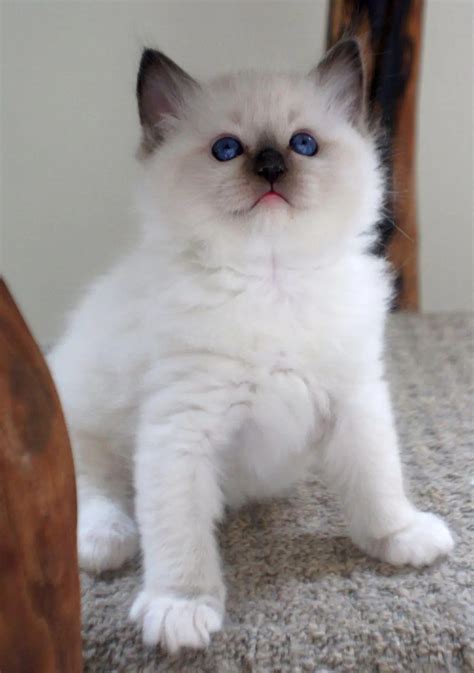 What Is A Mink Ragdoll Ab Canada Ranchin Ragz Ragdolls