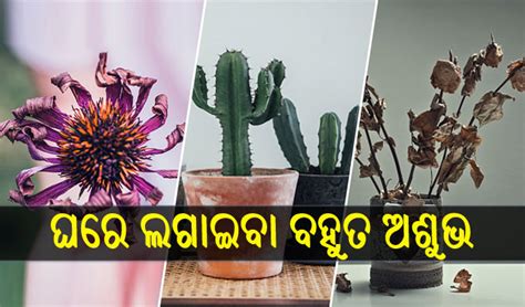 ଭୁଲ୍‌ରେ ବି ଘରେ ଲଗାନ୍ତୁ ନାହିଁ ଏହି ୭ ଗଛ ହୋଇଯିବେ କାଙ୍ଗାଳ Dharitri