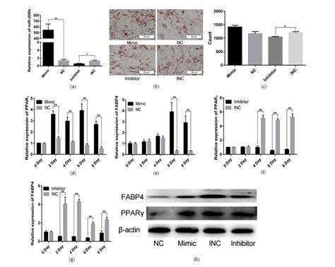 Mir B Promotes Rabbit Preadipocyte Differentiation A Transfection