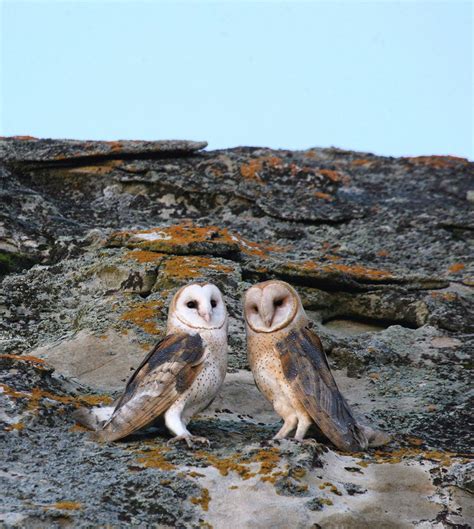 Barn Owl Audubon Field Guide